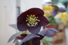 クリスマスローズ　‘写楽’