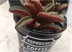 男前ペペロミア