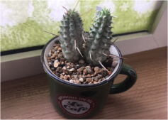 ミルクコーティング