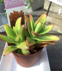 多肉‘ヒマツリ’