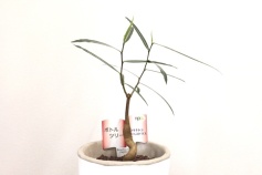 ブラキキトン属　ボトルツリー