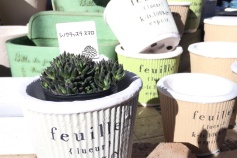 シノクラッスラ属　スマロ