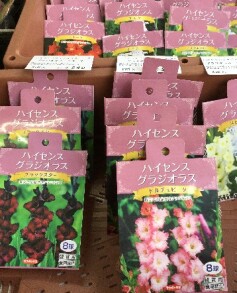 グラジオラスの球根