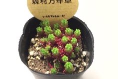 セダム属　モリムラマンネングサ