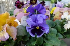 フリフリパンジー