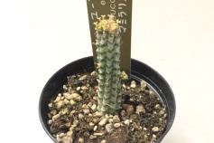 ユーフォルビア属　白樺麒麟(シラカバキリン)