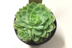 エケベリア属　ライム&チリ