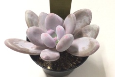 パキベリア属　ブルーヘイズ