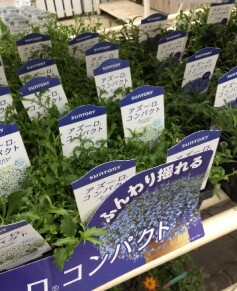 アズーロコンパクト