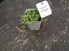 ディスキディア ハートジュエリー