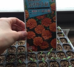 フレンチマリーゴールド