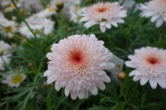 ボンザマーガレット