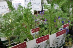 オルレア　ホワイトレース