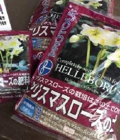 クリスマスローズの土