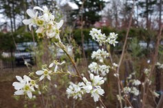 明日4月20日（金）苗木売場OPEN！！