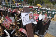 ☆☆☆本日苗木売場OPENします☆☆☆