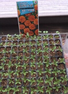 フレンチマリーゴールドの育苗