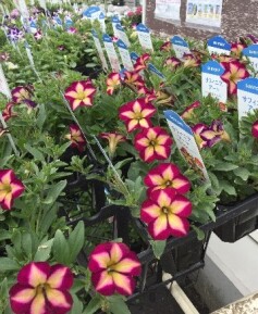 サフィニアアート