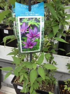 クレマチス‘ドロシーウォルトン’