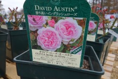 バラ　‘オリビア　ローズ　オースチン’