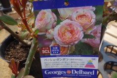バラ　‘ペッシュ　ボンボン’
