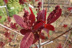 スモークツリー　‘グレース’