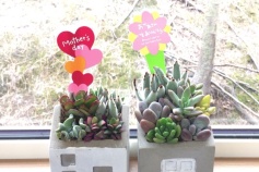 多肉植物の寄せ植え