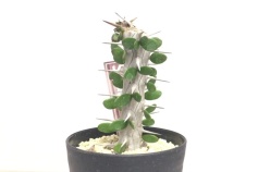 アローディア・プロセラ　