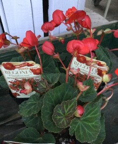 球根ベコニア‘フランボーヤント’