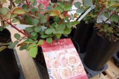 バラ　‘いおり’