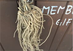 北海道産グリーンアスパラの苗入荷しました！