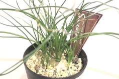 オーニソガラム・カウダツム