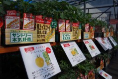 トマト苗勢揃い！！