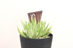 ハオルチア属‘白蝶’