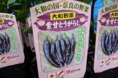 トウガラシ　‘紫甘とうがらし’