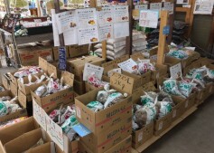 ジャガイモ　種イモ