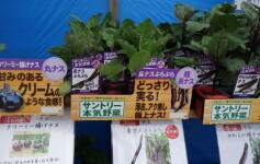 ナス♪　充実してます！