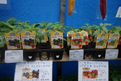 ピーマン、パプリカ♫　充実！