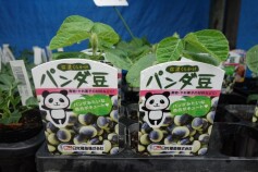 マメも色々あります！