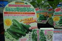 キュウリもたくさん♫