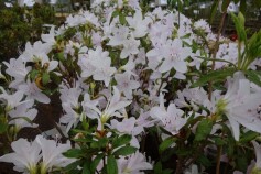 リュウキュウツツジ