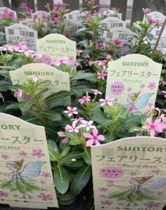 ニチニチソウ‘フェアリースター’