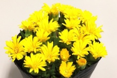 デロスペルマ属　マツバギク