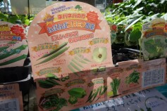 オクラの苗色々