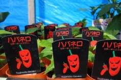 トウガラシ、ナンバン揃ってます。