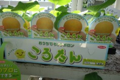 メロン苗