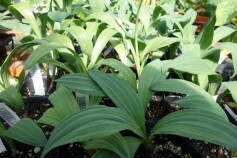 ギョウジャニンニク