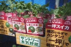 スイカ苗