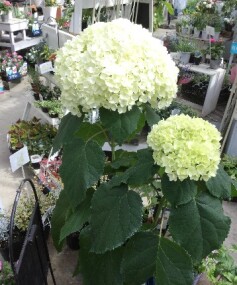 アジサイ‘アナベル’