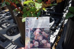 バラ　‘ウーメロ’